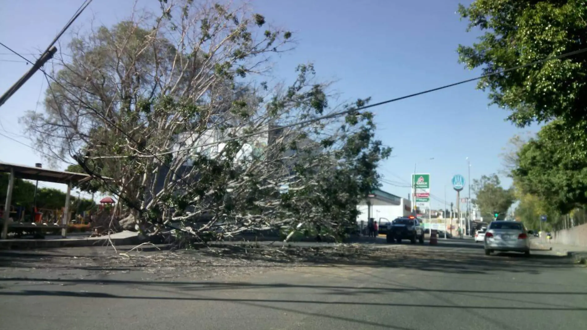 cae arbol